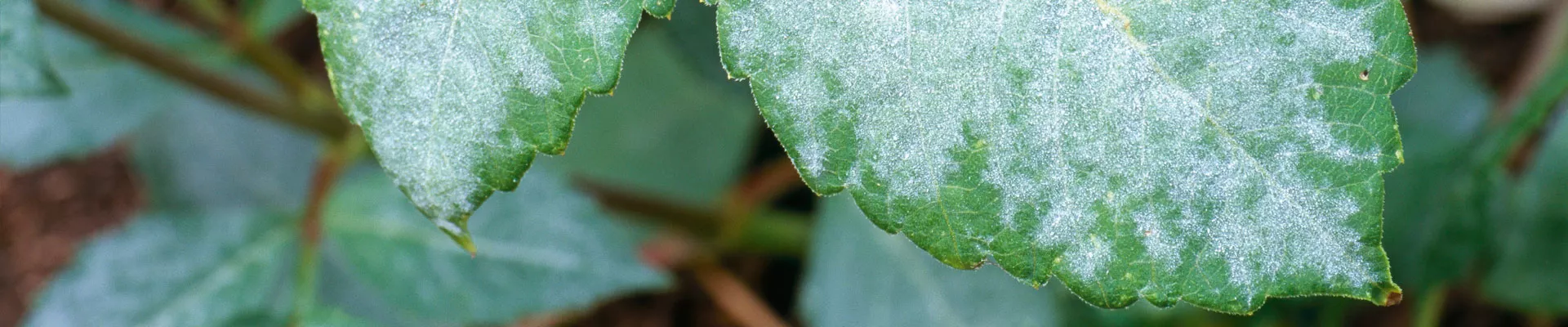 Oidium and Mildew - Pests & Diseases