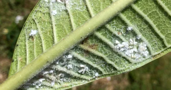 Whitefly - Pests & Diseases